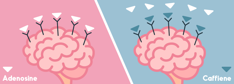 adenosine & caffeine